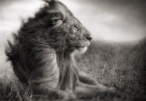 чб, фото, Лев