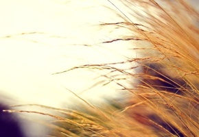 цвета, макро, растение, фото, размытость, сухое, Осень