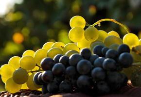 Виноград, свет, кисть, гроздь, ягоды