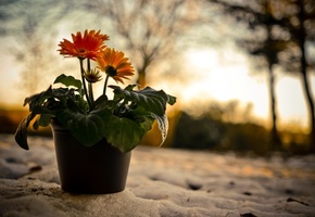 снег, Природа, плошка, закат, вечер, цветы