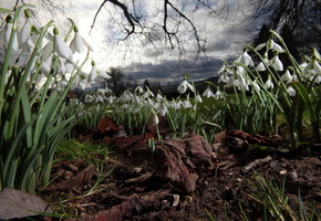 природа, ночь, Цветы