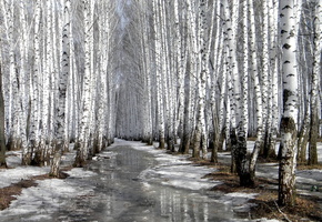 весна, Берёзы, роща