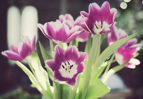 тюльпаны, блики, лепестки, листья, Цветы, боке, стебли