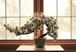 окно, Карликовое деревце, relax, цветок