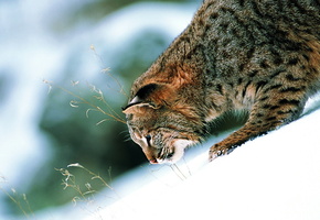 дикая, горка, лапа, Кошка, красиво, снег, уши, контраст