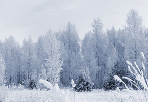 снег, лес, иней, Зима, деревья