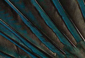 перо, павлин, перо павлина, зеленые обои, Перья