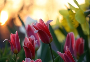 природа, Цветы, боке, размытость, тюльпаны