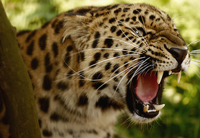 большая кошка, оскал, угроза, Леопард