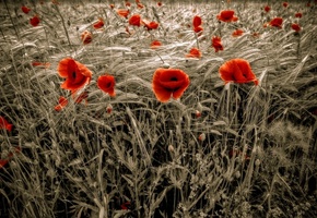 пшеница, поле, красные, Маки