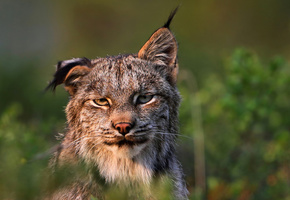 felis lynx, Рысь, хищник