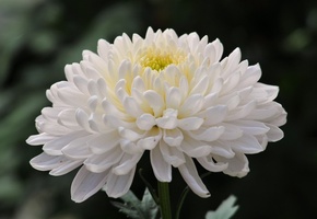 цветок, Хризантема, фото