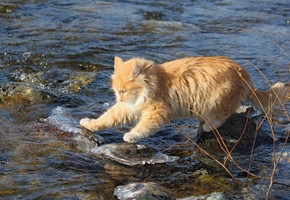 рыжий, вода, камни, Кот, бесстрашный, исследователь