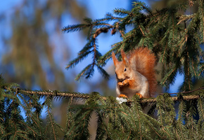 Животное, ель, белка