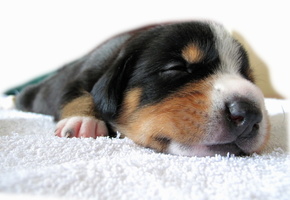 Собака, красота, щенок