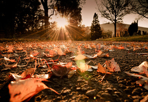 дорога, Макро, солнце, осень, листва, свет, листва, лучи