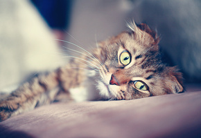 Кот, уют, вислоухий