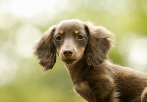 Собака, друг, красота