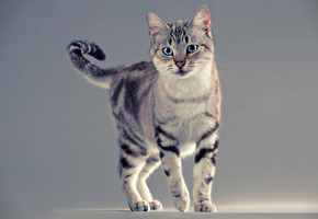 хвост, усы, Кот, лапы