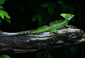 Basiliscus, животные, ящерица, василиск, зеленый, рептилия