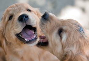 Собаки, игра, щенки