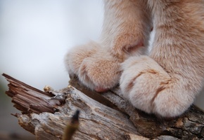 животные, Кошка, лапы