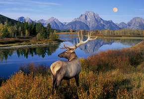 деревья, рога, луна, озеро, Олень, пейзаж, природа, река