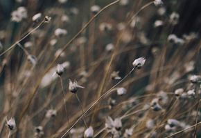 растение, Трава, grass