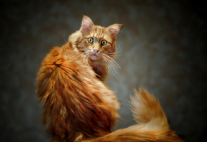 хвост, рыжий, кот, Котэ, глаза, взгляд