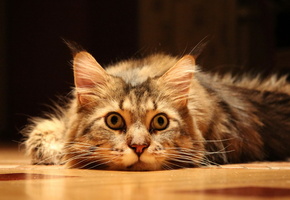 пол, взгляд, Кошка