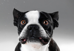 Французский бульдог, глаза, удивление