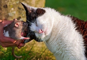 кошка, друзья, Крыса