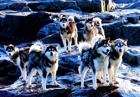 хаски, порода, собаки, Huskies