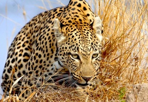 взгляд, Леопард, крадётся, трава