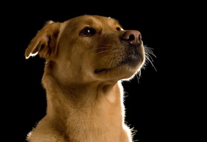 Собака, друг, портрет