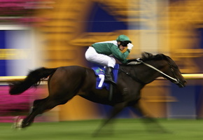 бег, конь, всадник, Спорт, скорость