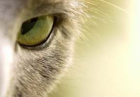 глаз, макро, Кошка