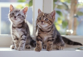 кошки, kitties, look, cats, light, взгляд, 2560x1600, Котята, свет