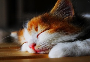 спит, лежит, Котенок