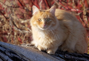 природа, Кошка, лето