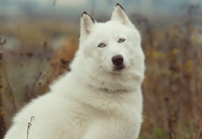 хаски, Собака, красота