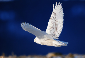 сова, Птица, белая, полёт, крылья