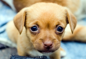 Собака, взгляд, щенок