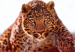 хищник, морда, Ягуар, взгляд