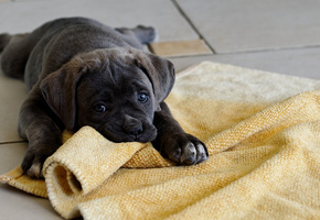 лабрадор, Щенок, серый, играет, коврик