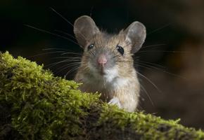 Мышь, мох, мордочка, макро, бревно, грызун, мышка