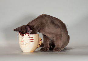 Кошка, морда, чашка