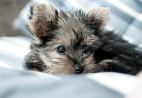 щенок, дом, Собака