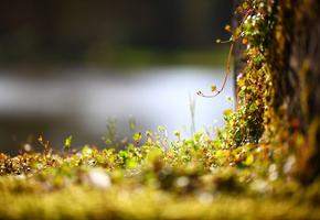 стенка, трава, Макро