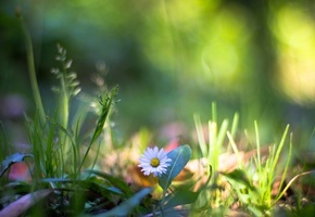 макро, трава, природа, Растения, цветок